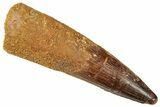 Fossil Spinosaurus Tooth - Real Dinosaur Tooth #357416-1